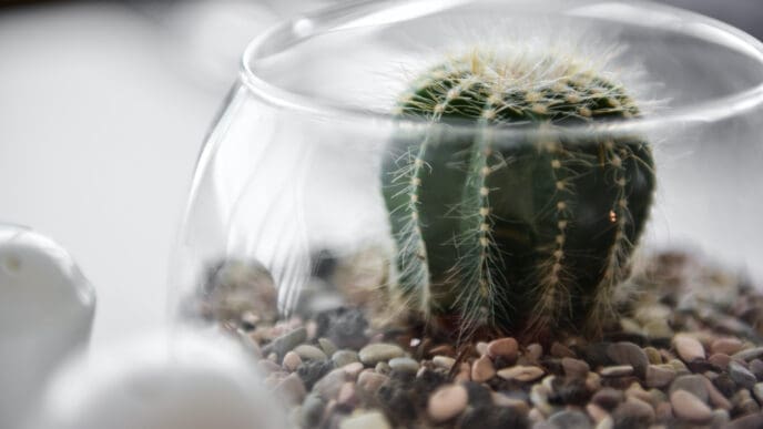 A close-up, macro photograph of a small green cactus with white spines planted in a bed of pebbles inside a clear, round glass bowl terrarium.