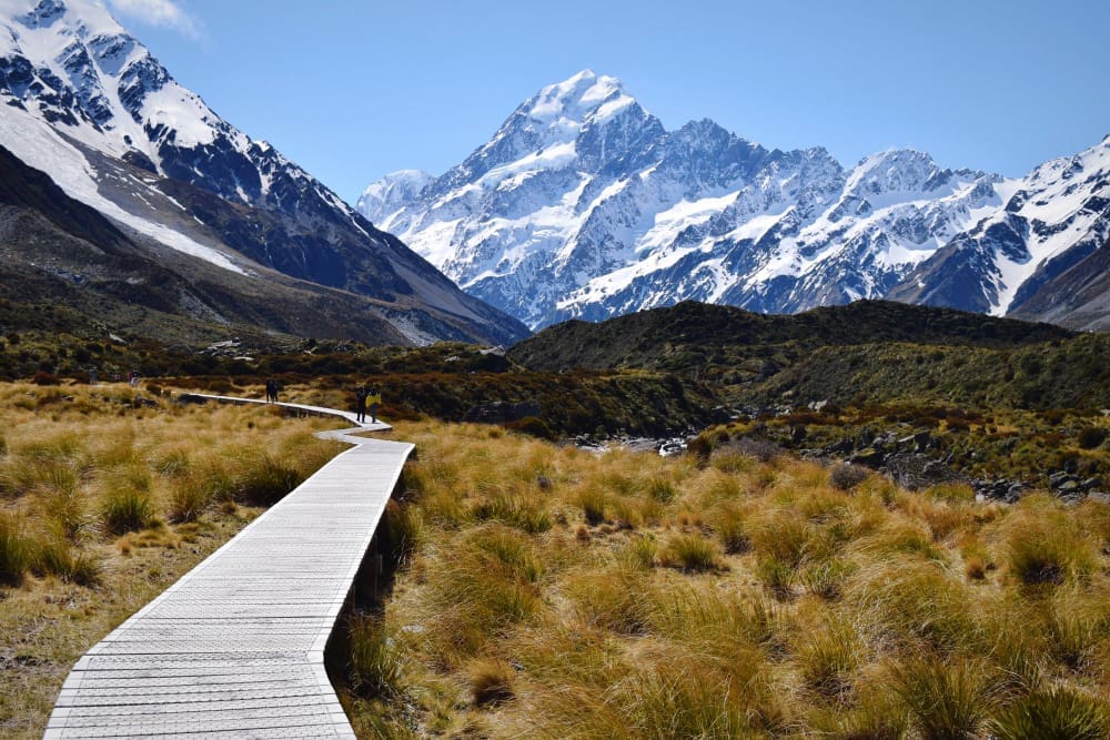 A wooden boardwalk winds through golden-brown tussock grass towards majestic snow-capped mountains under a clear blue sky in Aoraki / Mount Cook National Park. People are walking along the path in the distance.