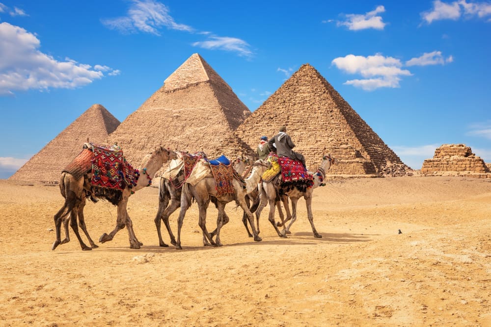 A group of camels with riders and colorful saddles walking across the desert in front of the Giza Pyramids in Egypt.