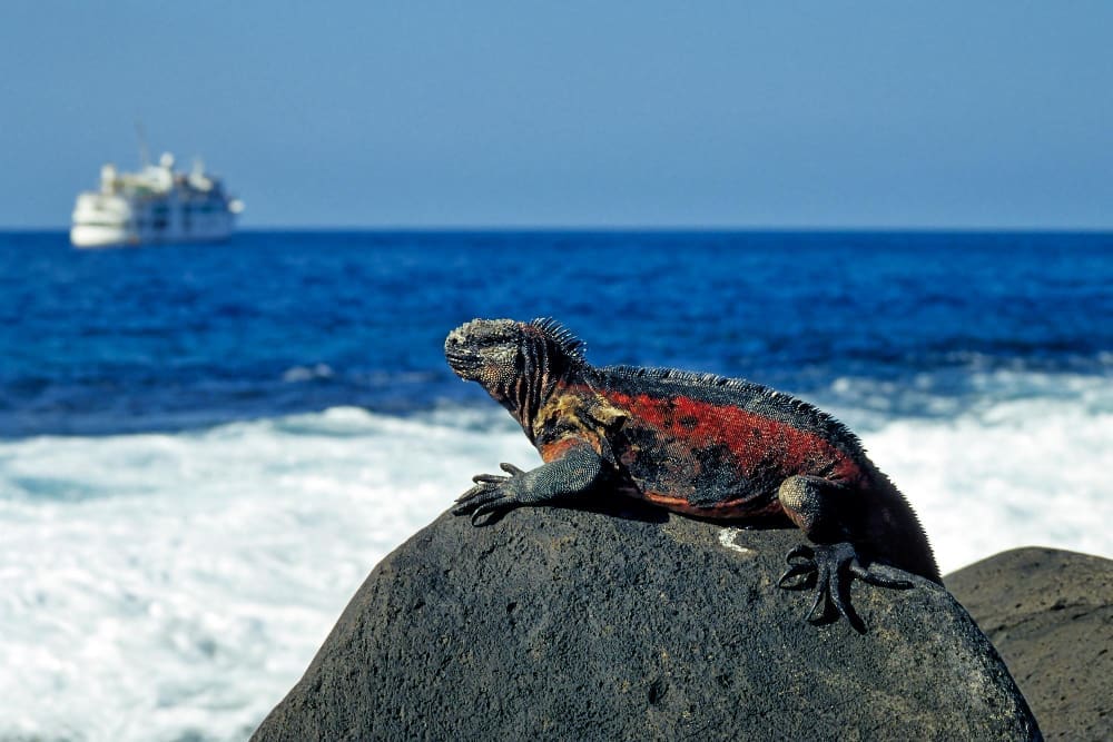 A colorful marine iguana with red, black, and orange scales and a spiky crest, basking on a dark volcanic rock by the ocean, with a white cruise ship visible in the distant blue waters under a clear sky.