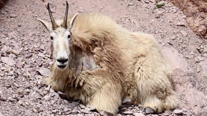 A shaggy, white mountain goat with short black horns and a dark nose lies on rocky, reddish-brown terrain, looking directly at the camera.