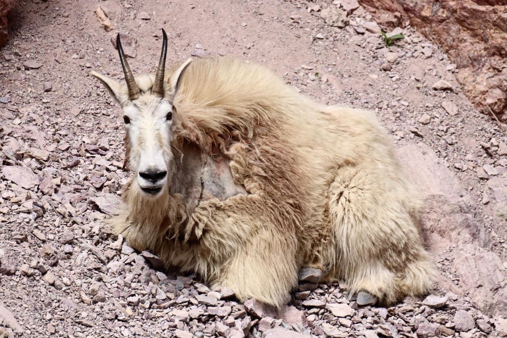A shaggy, white mountain goat with short black horns and a dark nose lies on rocky, reddish-brown terrain, looking directly at the camera.