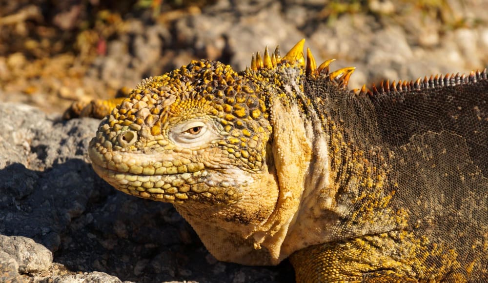 A close-up of a Galapagos land iguana with yellowish-orange bumpy skin on its head and neck, and darker scales on its body, basking on rocks under direct sunlight.