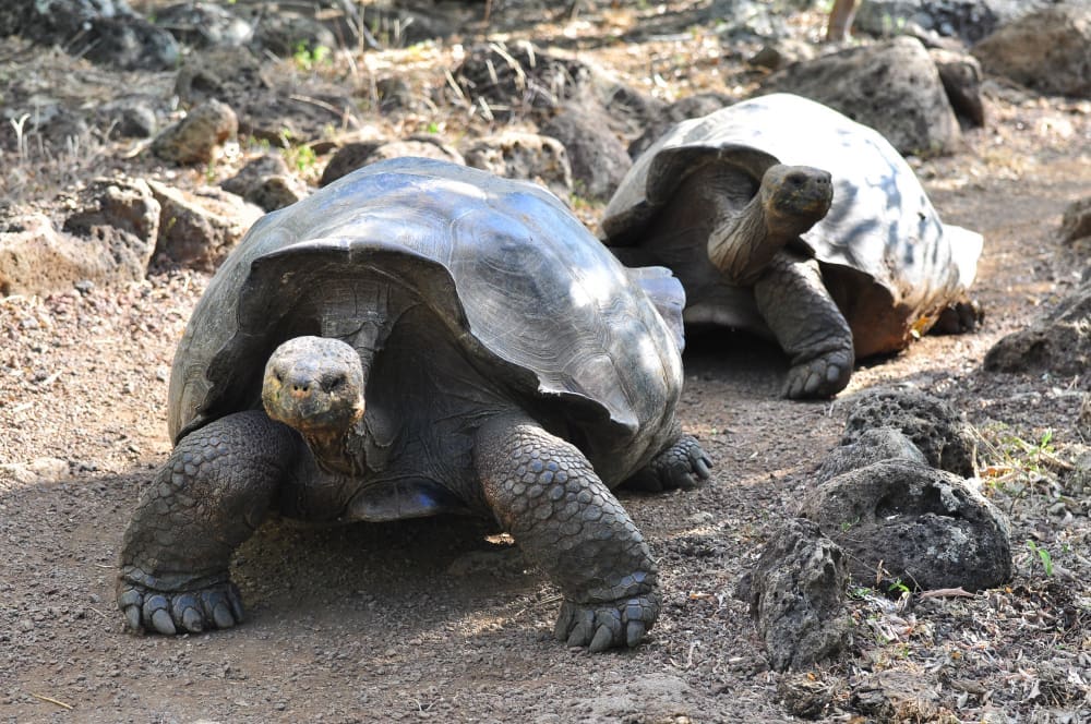 Two large Galapagos tortoises, with textured shells and thick legs, are walking on a dirt path surrounded by rocky, sparse terrain. The tortoise in the foreground is looking directly at the camera.