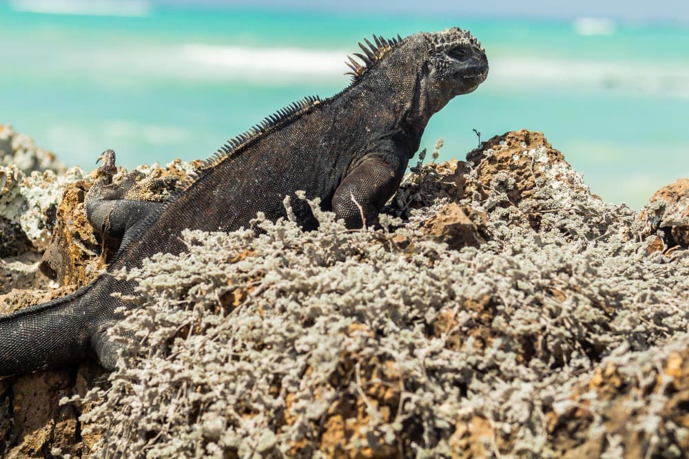 A dark marine iguana with spiky crests, basking on a rocky, light-colored volcanic landscape, with blurred turquoise ocean and a light blue sky in the background.