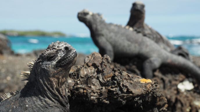 A close-up of a dark marine iguana with a spiky head, looking upwards, in focus in the foreground. Another blurred marine iguana is visible in the background, along with the turquoise ocean and distant land under a bright sky, all on a rocky volcanic landscape in the Galapagos Islands.