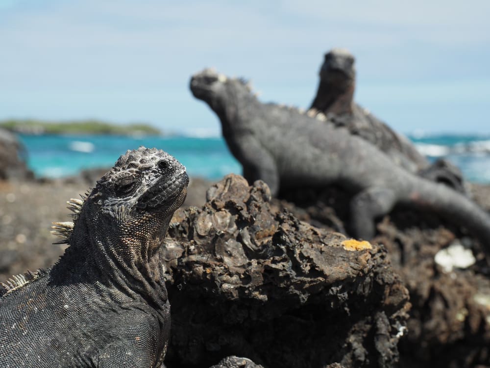 A close-up of a dark marine iguana with a spiky head, looking upwards, in focus in the foreground. Another blurred marine iguana is visible in the background, along with the turquoise ocean and distant land under a bright sky, all on a rocky volcanic landscape in the Galapagos Islands.