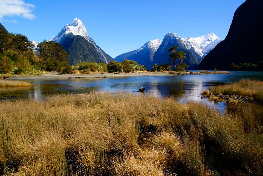 A stunning panoramic view of Milford Sound, with tall, snow-capped mountains reflected in calm blue waters, and golden reeds in the foreground, all under a clear blue sky.