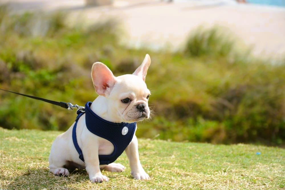 A cute fawn French Bulldog puppy wearing a blue harness and leash, sitting on a grassy area at South Pointe Park.