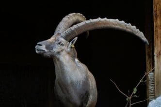A detailed profile shot of an Alpine Ibex with large, curved, ridged horns and a tag on its ear, looking left against a dark, blurred background.
