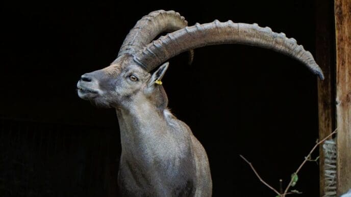 A detailed profile shot of an Alpine Ibex with large, curved, ridged horns and a tag on its ear, looking left against a dark, blurred background.