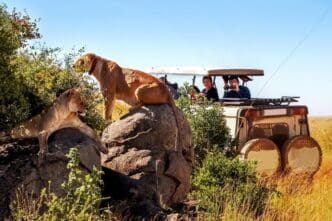 Tourists in a safari vehicle photograph a pride of lions in the Serengeti, Tanzania.