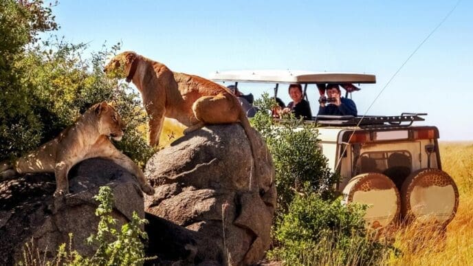 Tourists in a safari vehicle photograph a pride of lions in the Serengeti, Tanzania.
