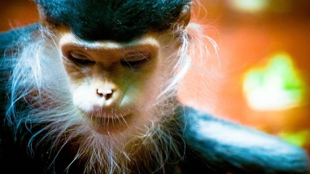 A close-up shot shows a monkey with brown fur looking down while in a zoo enclosure.