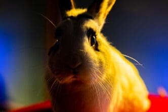 Close-up of a fluffy, brown and white rabbit.