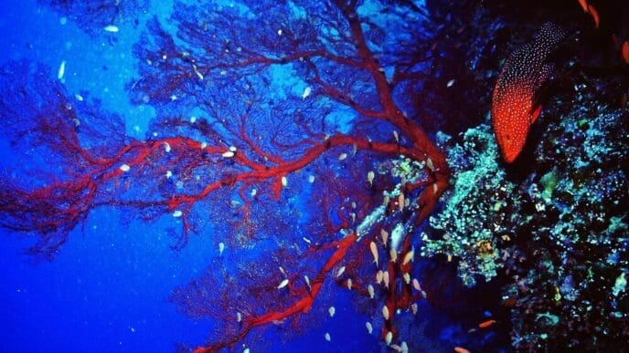 A vibrant underwater scene features colorful fish swimming among soft coral.