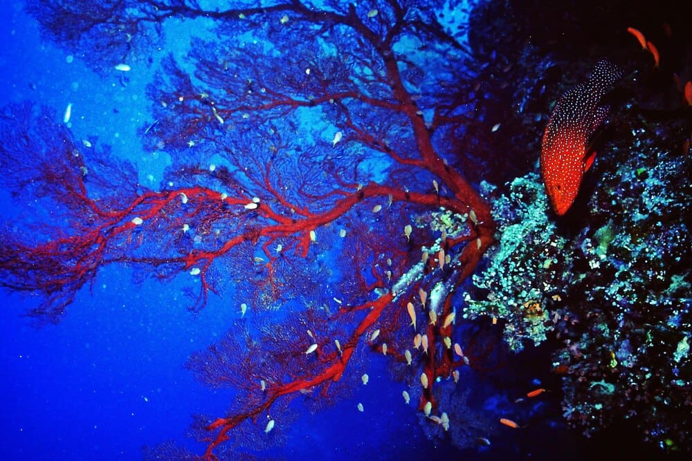 A vibrant underwater scene features colorful fish swimming among soft coral.