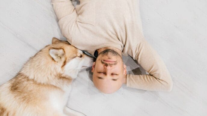 A man laughs while lying on the floor next to a fluffy husky dog.
