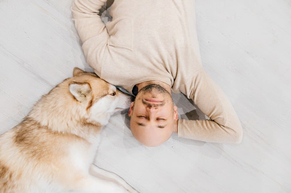 A man laughs while lying on the floor next to a fluffy husky dog.