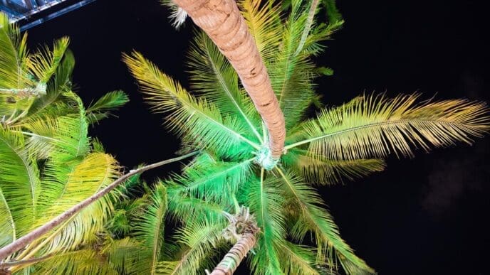 Palm trees silhouetted against a dark night sky are illuminated by city lights in Miami, USA.