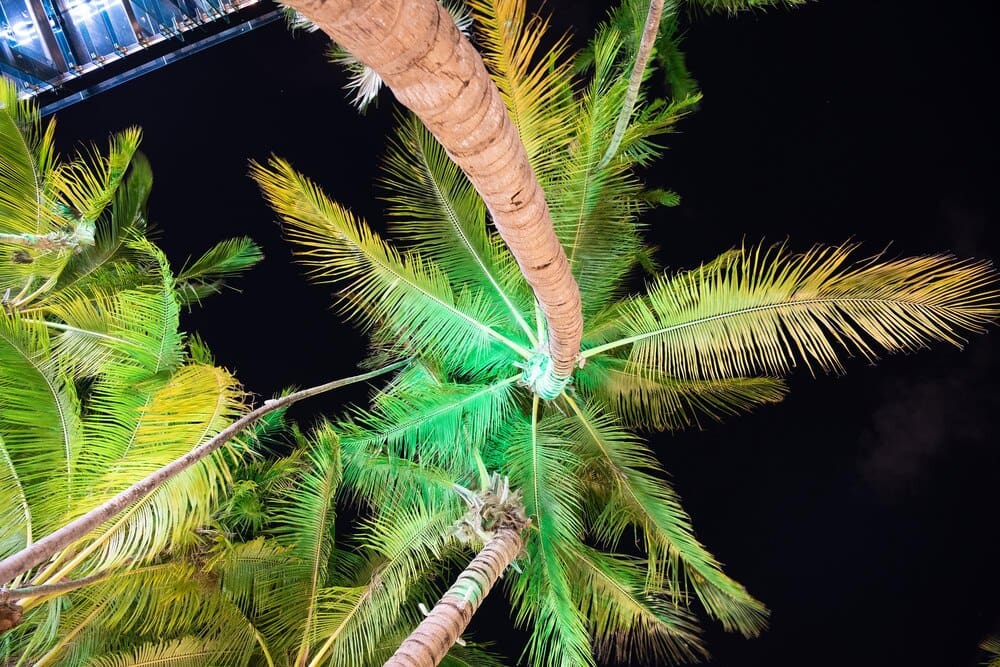 Palm trees silhouetted against a dark night sky are illuminated by city lights in Miami, USA.