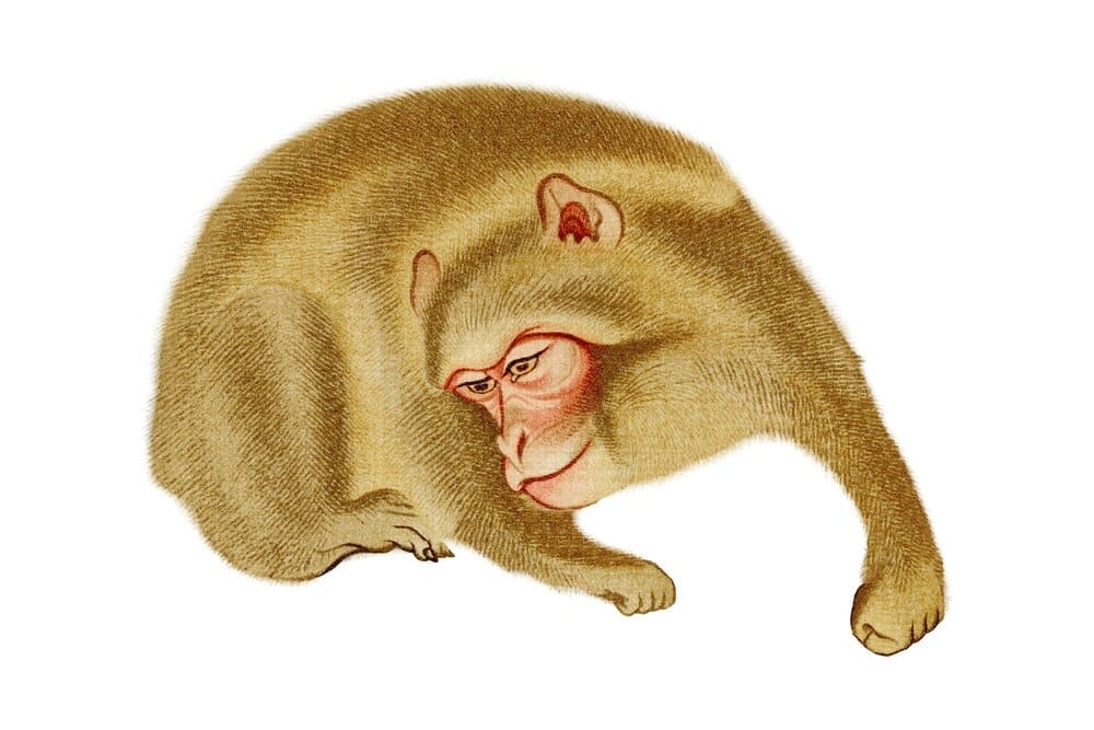 A vintage painting of an animal, possibly a monkey, in the style of a Japanese illustration with a transparent background.