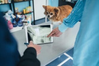 A veterinarian and assistants examine a dog on an examination table in a sterile x-ray room.