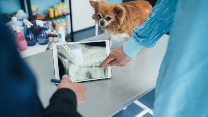 A veterinarian and assistants examine a dog on an examination table in a sterile x-ray room.