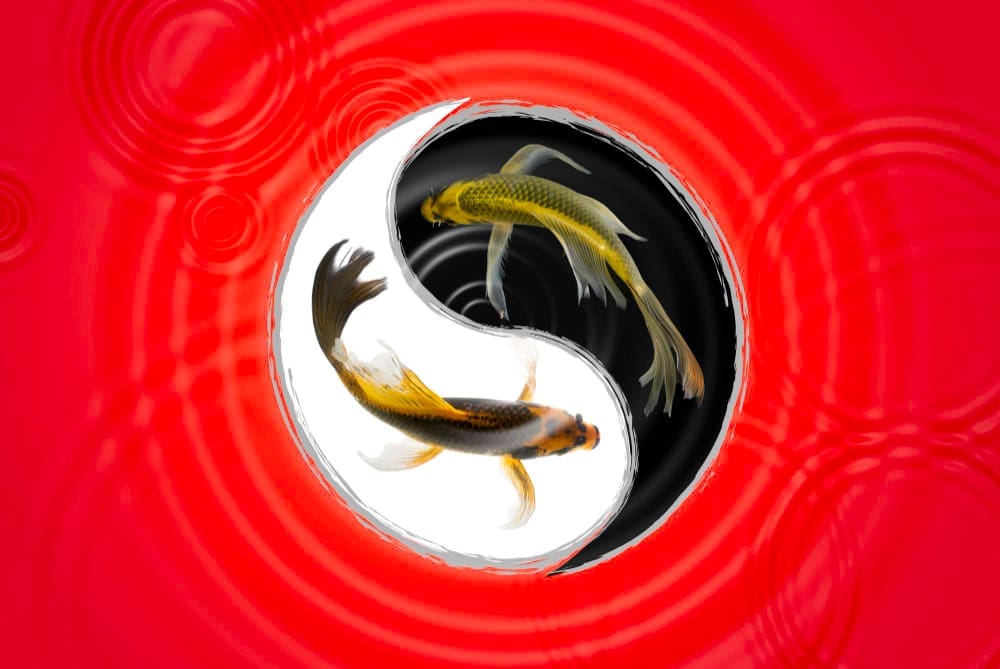 A Yin-Yang symbol with two Koi fish swimming within it, set against a red background with water ripples.