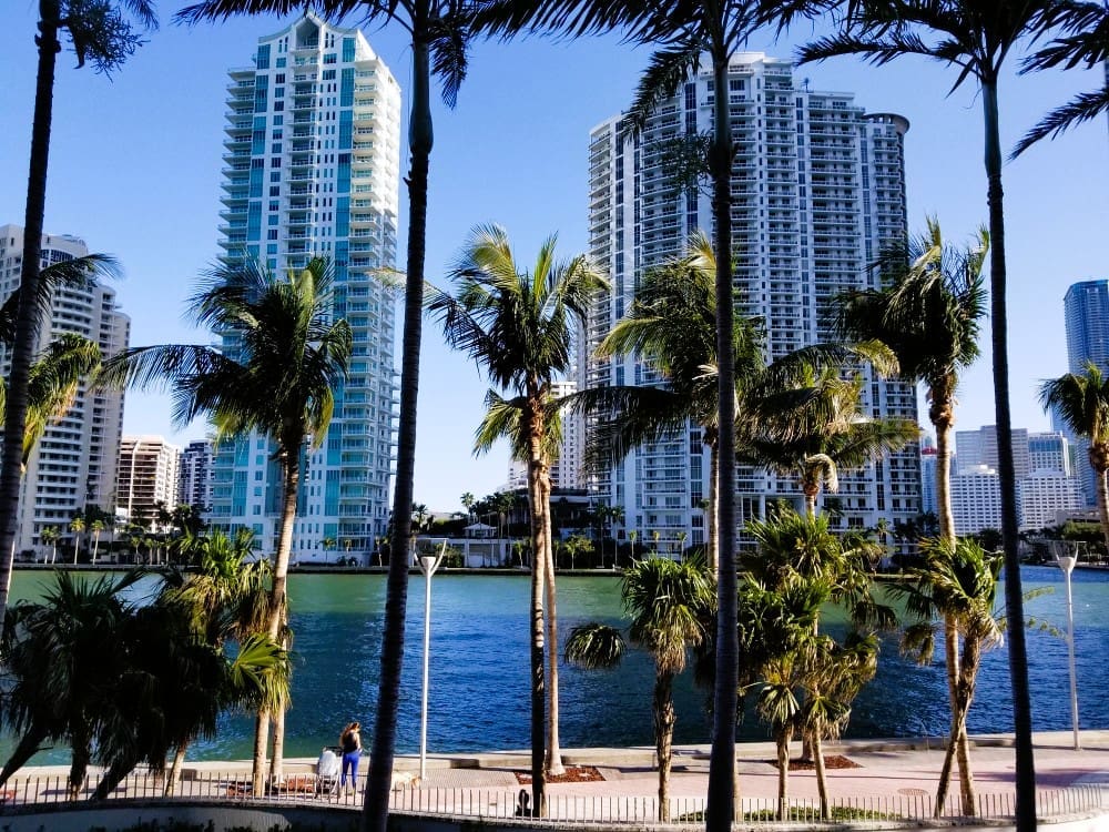 The urban waterfront of Miami, with tall modern skyscrapers and a wide river, is framed by numerous tall palm trees. A person with a stroller is walking on the path below under a clear blue sky.