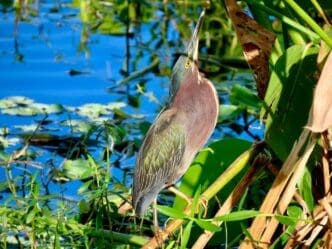 A green heron stands in close-up view, showcasing its detailed plumage.