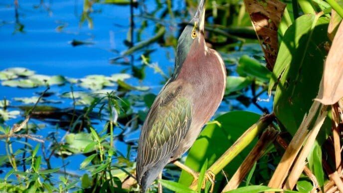 A green heron stands in close-up view, showcasing its detailed plumage.