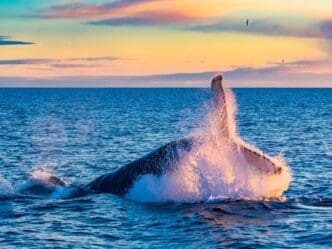 A humpback whale swims in the ocean, silhouetted against a colorful sunset.