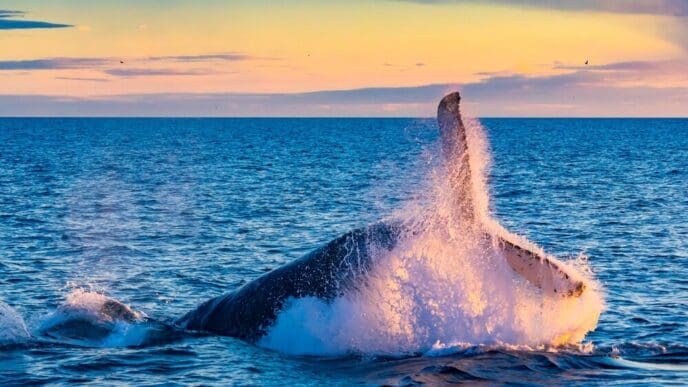A humpback whale swims in the ocean, silhouetted against a colorful sunset.