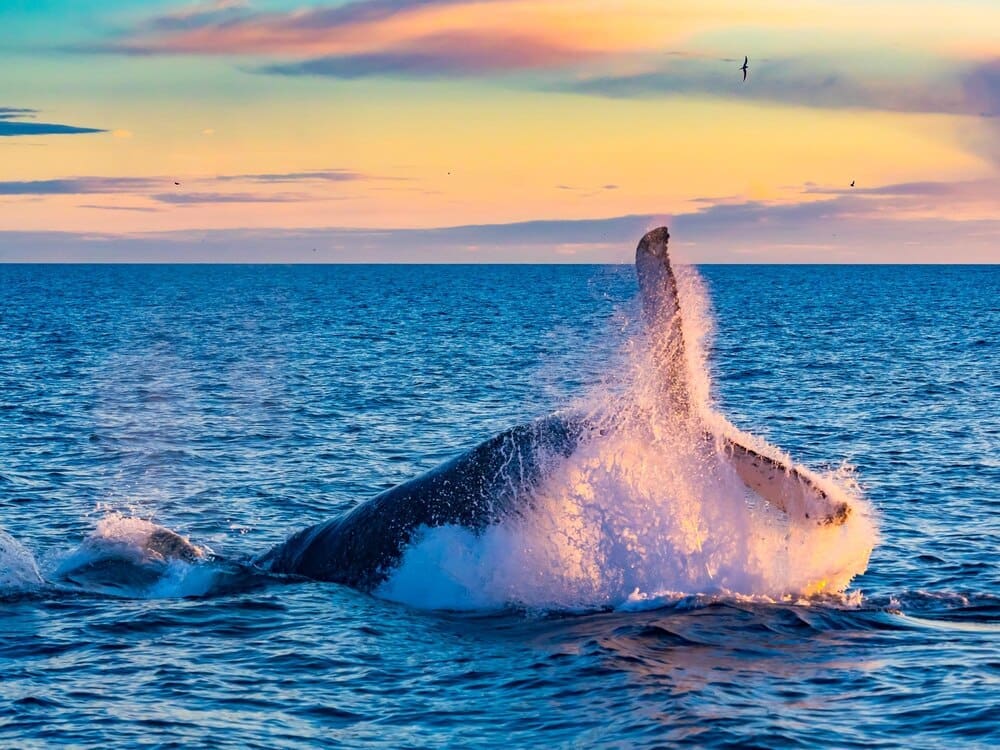 A humpback whale swims in the ocean, silhouetted against a colorful sunset.