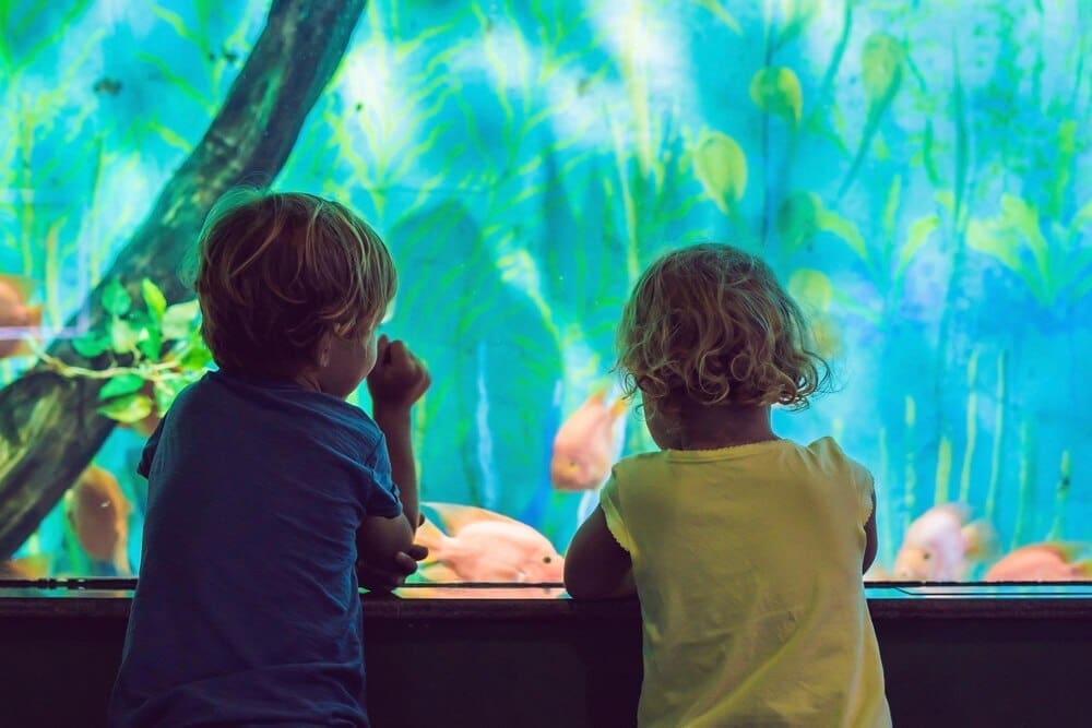 A young boy and girl watch colorful coral fish in a large aquarium tank at the zoo.