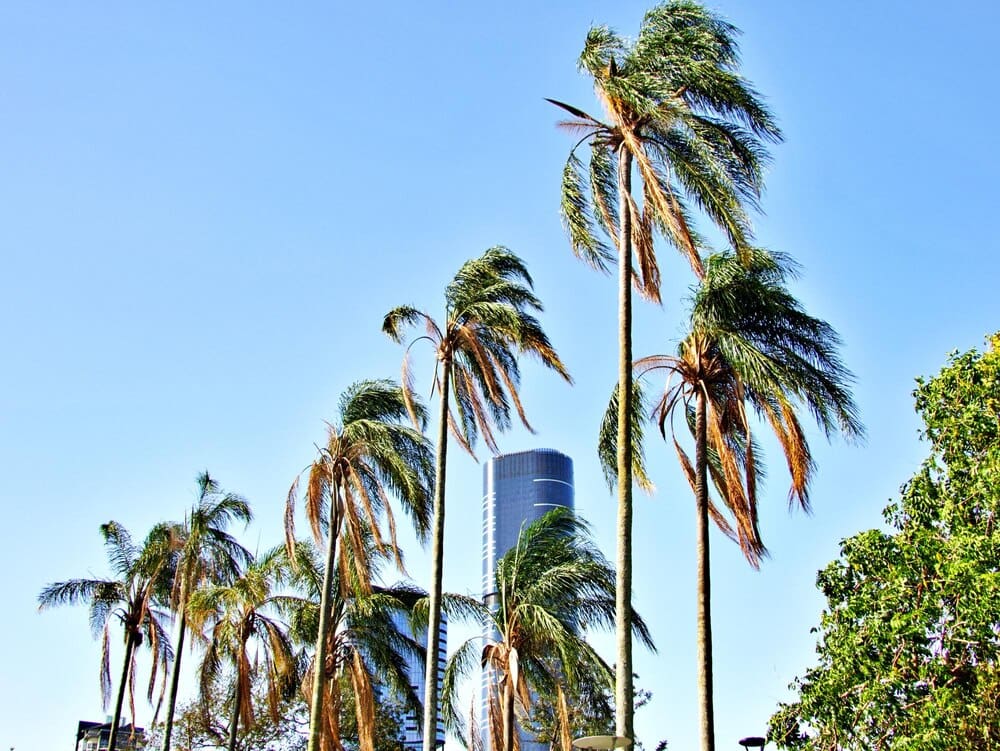 Low-angle shot of tall coconut palm trees silhouetted against a bright blue sky.