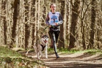 Siberian Husky sled dog in harness runs down a country road, pulling a man on a sled through an autumn forest.