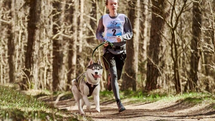 Siberian Husky sled dog in harness runs down a country road, pulling a man on a sled through an autumn forest.