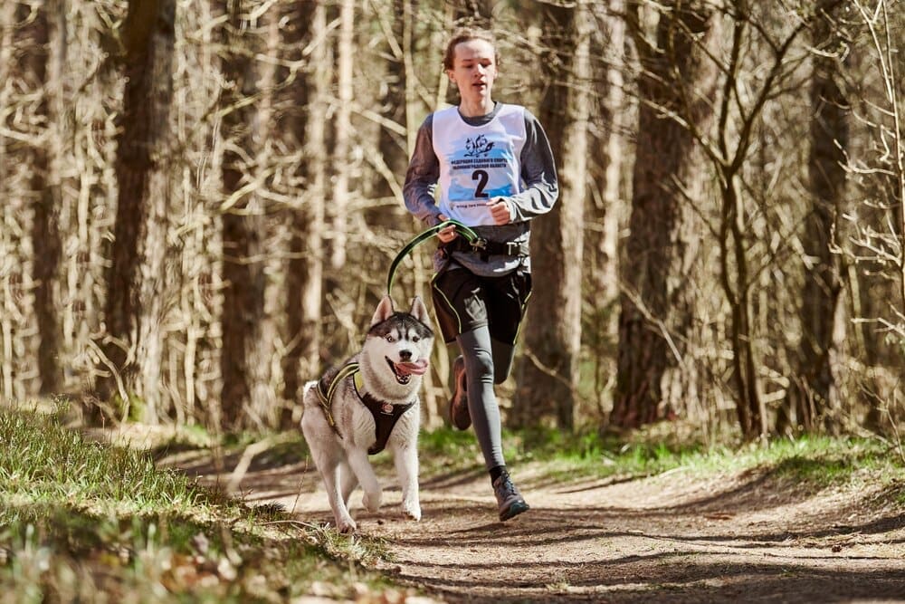 Siberian Husky sled dog in harness runs down a country road, pulling a man on a sled through an autumn forest.