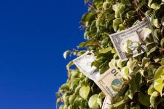 US dollar bills layered on a leafy green bush contrast against a bright blue sky.
