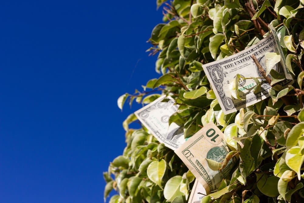 US dollar bills layered on a leafy green bush contrast against a bright blue sky.