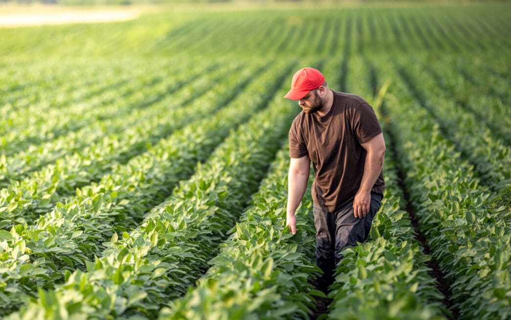 Farmer examining rows of soybean plants in a field during daytime
