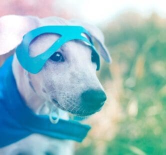 A dog wearing a superhero costume stands on a city street.