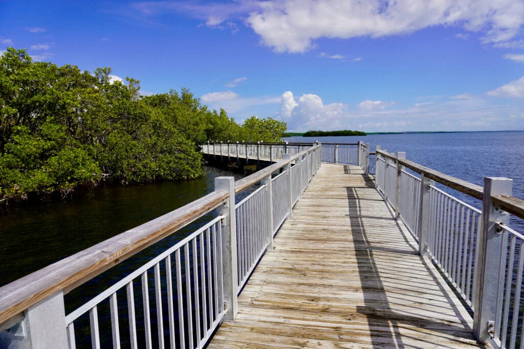 A sunny day view of the wooden boardwalk curving over the water alongside mangrove trees at Biscayne National Park.