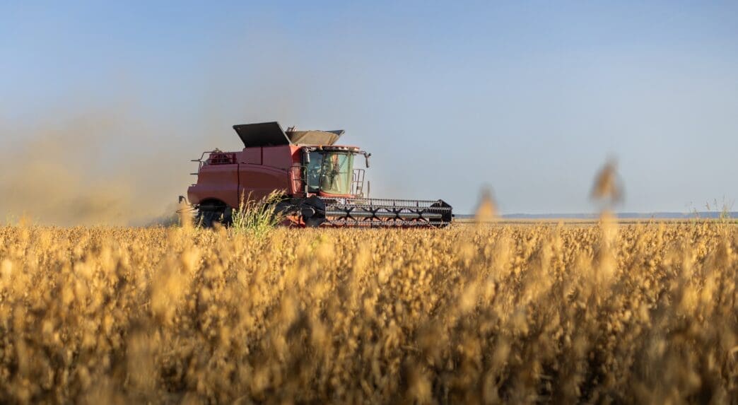 A red combine harvester works in a golden soybean field under a clear sky.