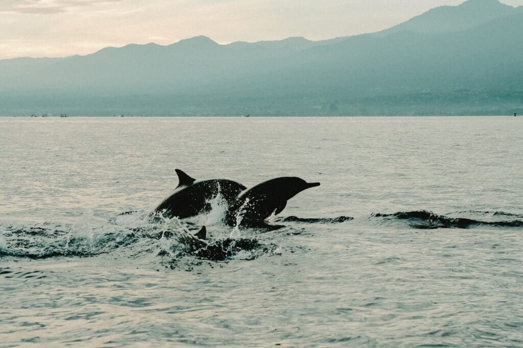 Two dolphins breaching the water at Lovina Beach, Bali, with mountains in the background.