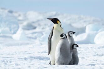 An adult Emperor Penguin standing tall with three small, fluffy gray chicks huddled in front of it on the snow in Antarctica.