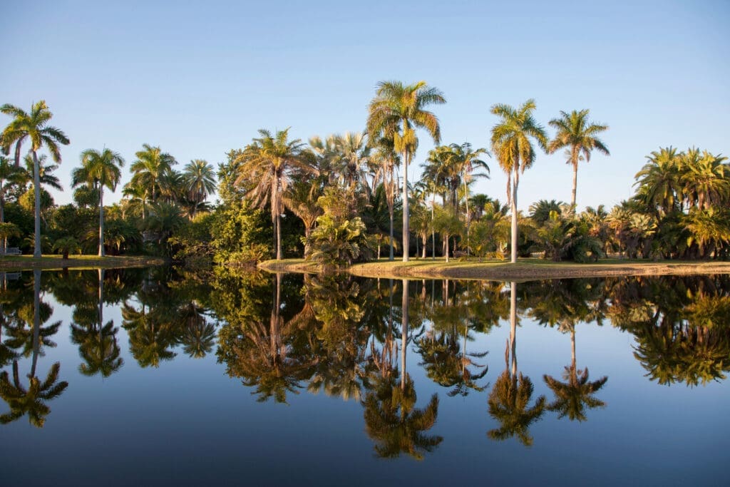 Palm trees reflecting perfectly in a calm lake at Fairchild Tropical Botanic Garden.