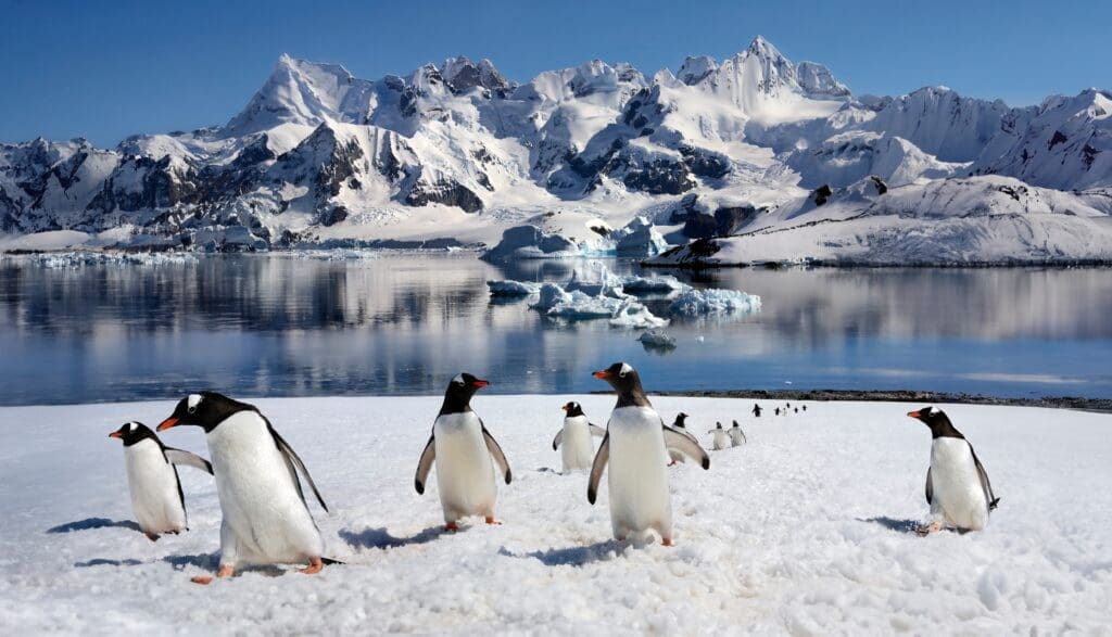 Gentoo penguins waddling across a snowy beach in Antarctica, backed by calm blue water and towering, jagged, snow-covered mountains